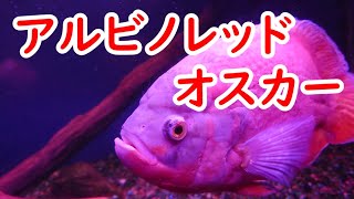 飼育している魚の紹介「アルビノレッドオスカー」