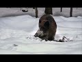 the frozen realm wildlife in winter free documentary nature