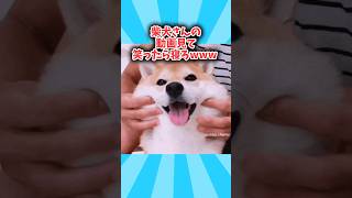 柴犬さんの動画見て笑ったら寝ろwwwww