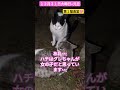 【１２月３１日大晦日→元旦】第１猫食堂🐱ハチ u0026グレ豪華な年越しパウチ🙏