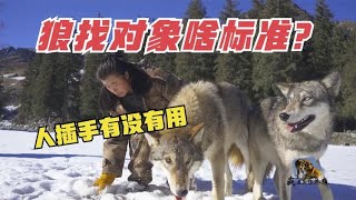 1076 狼找对象有啥标准？精心安排狼王“娃娃亲”，人能控制狼的意愿吗