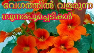 വേഗത്തിൽ വളരുന്ന സുന്ദരപൂച്ചെടികൾ/Fastest growing flowering plants#beautiful #gardening #plants