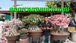 ว่ากันด้วย "ดอกชวนชม" แต่ละแบบ และการเร่งดอก (English sub)