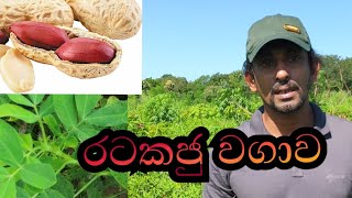 රටකජු වගාව | Agri Life with Dilupa Akalanka