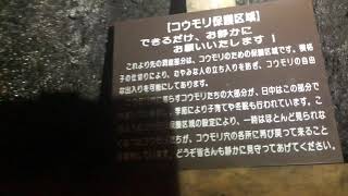 富士山の北北西 溶岩洞窟 西湖コウモリ穴 in 富士河口湖町 '19年11月