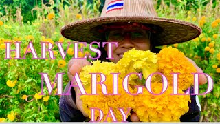 MARIGOLD #How to harvest #ตัดดอกดาวเรือง