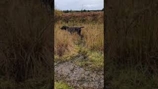 German pointers marking jack snipe