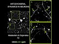 mitochondrial dynamics in neurons captured by nanolive’s label free technology