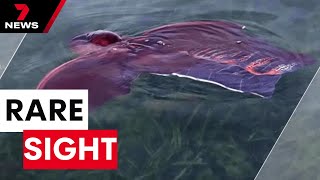 Rare sighting of blanket octopus is South Australia's Gulf St Vincent | 7 News Australia