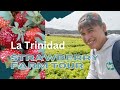 La Trinidad Benguet: The Strawberry Fields in the Philippines | Strawberry Picking