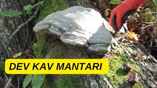 Kav mantarı, Fomes fomentarius, Ice Man fungus