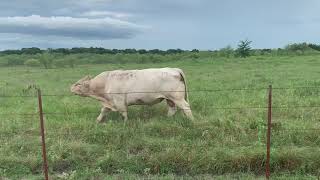 Big Charolais Bellowing Wanting To Fight Angus Bull!