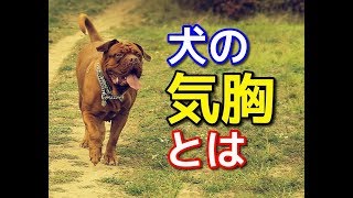 【愛犬のための知識】犬の気胸とは【犬を知る】