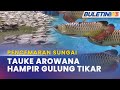 PENCEMARAN SUNGAI | Penternak Ikan Arowana Dakwa Kerugian Jutaan Ringgit