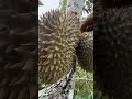 🤯 seram kutip durian ni