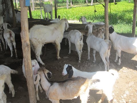 Goat farm - Subsidary unit of Agriculture Goat farm - Subsidary unit of Agriculture