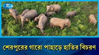 ময়মনসিংহের শেরপুরের গারো পাহাড়ে হাতির বিচরণ | Elephants | Mymensingh | Rtv News