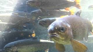 Salmon in Sapporo, Hokkaido, Japan. 札幌市豊平川さけ科学館