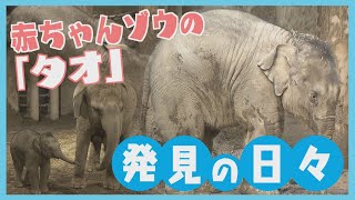 札幌・円山動物園の赤ちゃんゾウ“タオ”誕生から半年！＆飼育員の奮闘記…工夫も課題も、そして“愛らしいタオの半年”も全部見せます