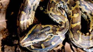 Two African Rock Pythons Hone in on Their First Kill