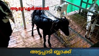 അട്ടപ്പാടി ബ്ലാക്ക് | Attappadi Black | Goat Farming