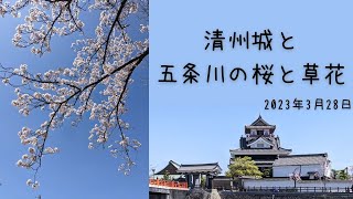 清州城と五条川堤防の桜と草花~2023年3月28日撮影～