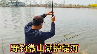 野钓微山湖护堤河，三四两的大鲫鱼连上好几条，一会钓了三四斤