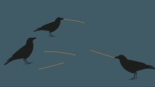 Why crows learned to use tools