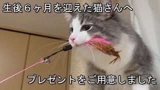 ハーフバースデーを迎えた猫さんへプレゼントを用意しました【ろしゅおふ】