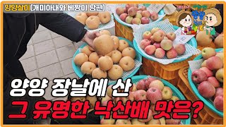 양양 장날에 산 낙산배! 과연 그 맛은?