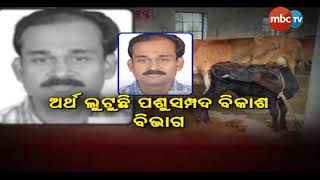 ବିପଦରେ ଗୋମାତା || Special Coverage On Negligent Husbandery || 06 Aug 2020 || MBCtv