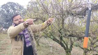 अनार में सही समय पर करें कटाई छंटाई(Pruning),अच्छा होगा उत्पादन #horticulture#haryana#pruning