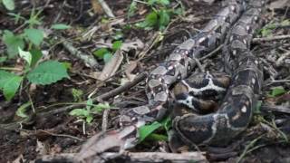 Angus releases a Boa constrictor on his ranch in Mexico