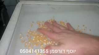 בדיקת גרעיני תירס לפופקורן - כשר 1