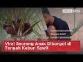 Viral Seorang Anak Diborgol di Tengah Kebun Sawit | Beritasatu