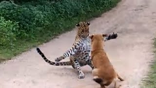 Leopard attacks dog, dog barks at it, frightened leopard skulks away - Amazing!