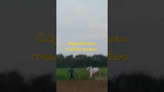 నాలుగు పళ్ళ ఎద్దు #bullrace #sale #village