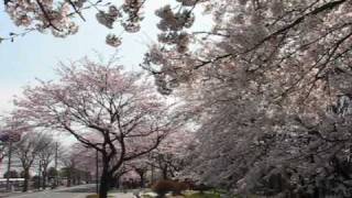 桜・将監の桜並木　（宮城県仙台市）