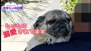 じぃじが迎えに来てくれるパグ　A grandad comes to meet pug every morning.