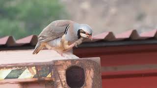 Vogels kijken op lesbos. Lesvos birding. 1