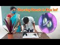 Observing stomata in Rheo leaf  ||  How to prepare stomata slide for  microscopic examination