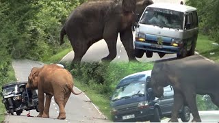 dangerous of feeling wild elephant  #viralvedio #elephant