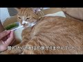 僕は耳掃除が好きな猫。