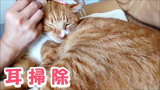 僕は耳掃除が好きな猫。