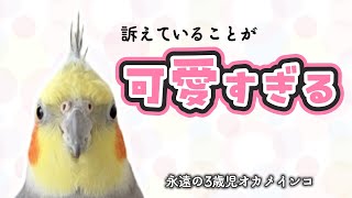 ママにして欲しかったことが可愛すぎました〜永遠の3歳児オカメインコこはくさん