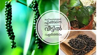 Bush pepper cultivation and care in malayalam /കുറ്റികുരുമുളക് നടുന്ന വിധവും പരിചരണവും