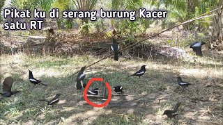 Pikat ku di keroyok sama Kacer ganas ini, sampai sangkar jebakan mau di bawa terbang