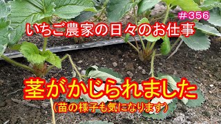 茎ががじられました（苗の様子もきになります）　いちご農家の日々のお仕事　＃３５６