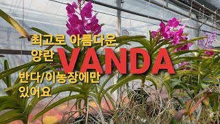 최고로 아름다운 난꽃/반다/VANDA #반다 #난꽃종류 #최고의난꽃#나이테농원 #헌인화훼단지 #반다독점