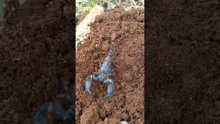 ញាក់សាច់​ខ្យា​ដំរី Scorpion #shorts